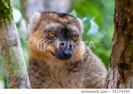 A portrait of a red lemur in its natural environment A portrait of a red lemur in its natural environment 70174395
