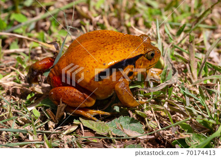 A large orange frog is sitting in the grass A large orange frog is sitting in the grass 70174413