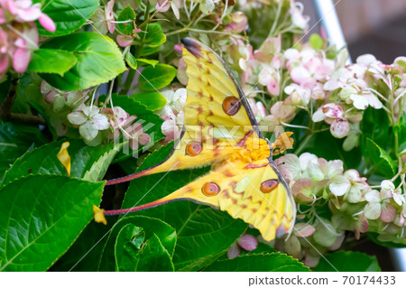 A large colorful butterfly on a flower bush 70174433