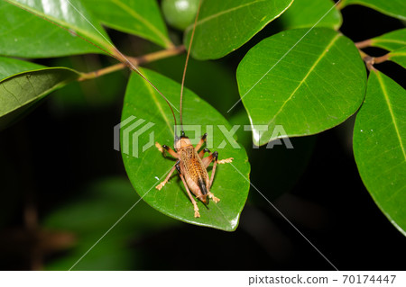 Native species of insects in the rainforest Native species of insects in the rainforest 70174447