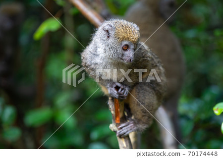 A lemur watches visitors from the branch of a tree A lemur watches visitors from the branch of a tree 70174448