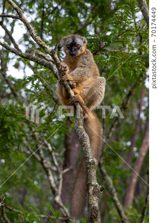 A lemur watches visitors from the branch of a tree A lemur watches visitors from the branch of a tree 70174449