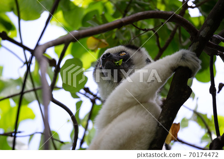 A black and white lemur sits in the crown of a tree, vari, sifaka 70174472