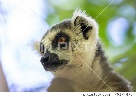 A close-up of a lemur on a tree 70174475