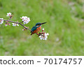 Cherry blossom and kingfisher Cherry blossom and kingfisher 70174757