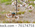 Cherry blossom and kingfisher Cherry blossom and kingfisher 70174758