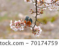 Cherry blossom and kingfisher Cherry blossom and kingfisher 70174759