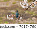 Cherry blossom and kingfisher Cherry blossom and kingfisher 70174760