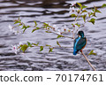 Cherry blossom and kingfisher Cherry blossom and kingfisher 70174761