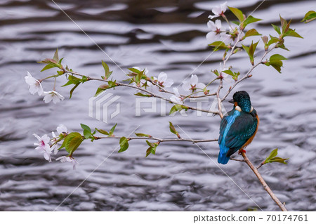 Cherry blossom and kingfisher 70174761