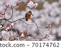 Cherry blossom and kingfisher Cherry blossom and kingfisher 70174762