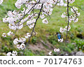 Cherry blossom and kingfisher Cherry blossom and kingfisher 70174763