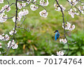 Cherry blossom and kingfisher Cherry blossom and kingfisher 70174764