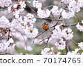 Cherry blossom and kingfisher Cherry blossom and kingfisher 70174765