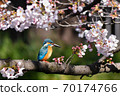 Cherry blossom and kingfisher Cherry blossom and kingfisher 70174766
