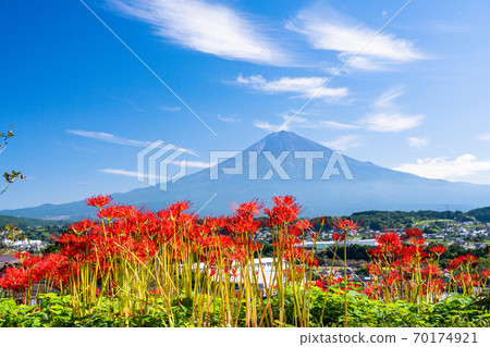 (靜岡)gan花和富士山 (靜岡)gan花和富士山 70174921