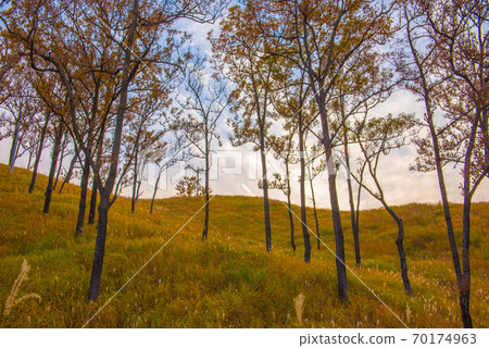 Kuju Kogen在秋天 Kuju Kogen在秋天 70174963