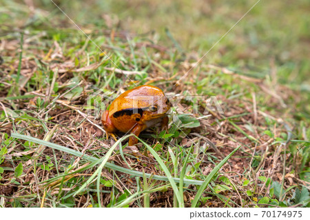 A large orange frog is sitting in the grass 70174975