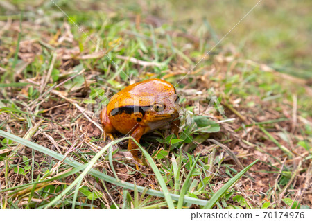 A large orange frog is sitting in the grass 70174976