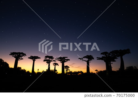 The baobab avenue at sunset with many stars in the sky The baobab avenue at sunset with many stars in the sky 70175000