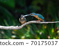 Parent Kingfisher feeding chicks Parent Kingfisher feeding chicks 70175037