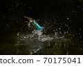 Kingfisher jumping out of the water Kingfisher jumping out of the water 70175041