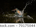 Kingfisher jumping out of the water Kingfisher jumping out of the water 70175044