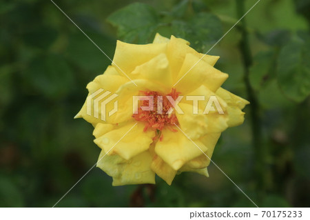 Arao City Ominous Citizen Flower Bed Rose Flower, 70175233