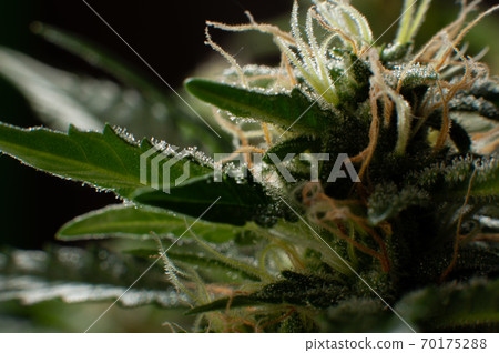 Close-up Green plant of marijuana. Legal cannabis cultivation. Medical indica with CBD Close-up Green plant of marijuana. Legal cannabis cultivation. Medical indica with CBD 70175288