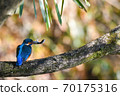 Kingfisher holding a caught fish and perching on a branch Kingfisher holding a caught fish and perching on a branch 70175316