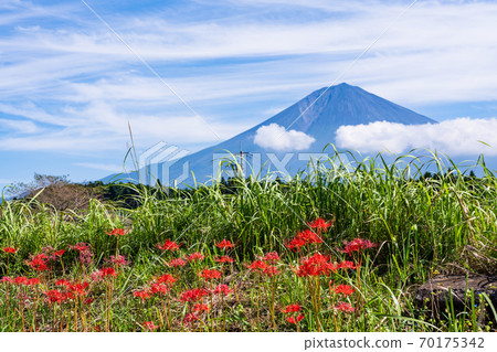 (靜岡)gan花和富士山 (靜岡)gan花和富士山 70175342