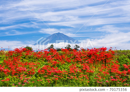 (Shizuoka Prefecture) Cluster amaryllis and Mt. Fuji (Shizuoka Prefecture) Cluster amaryllis and Mt. Fuji 70175356