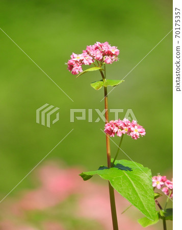 Red buckwheat flower in full bloom Red buckwheat flower in full bloom 70175357