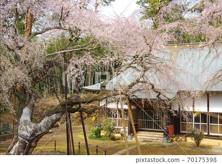 Weeping cherry tree at Fukusei-ji Temple (Yotsukaido City, Chiba Prefecture) 70175398
