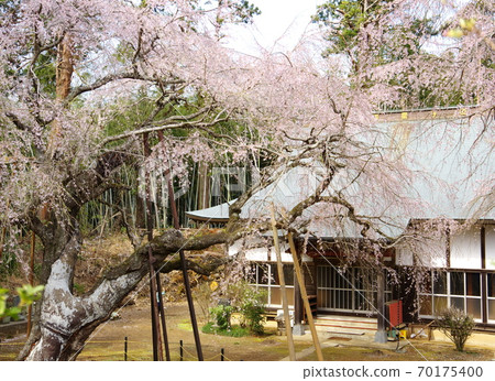 Weeping cherry tree at Fukusei-ji Temple (Yotsukaido City, Chiba Prefecture) 70175400