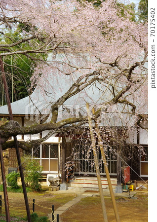 Weeping cherry tree at Fukusei-ji Temple (Yotsukaido City, Chiba Prefecture) 70175402