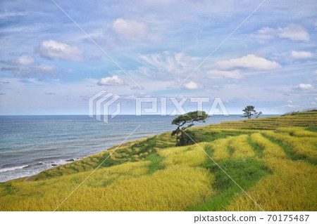 在海灘的稻米 在海灘的稻米 70175487