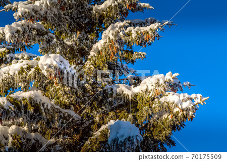 Christmas winter snow background, spruce branch Christmas winter snow background, spruce branch 70175509