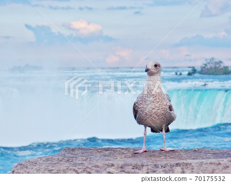 Birds and Niagara Falls 70175532