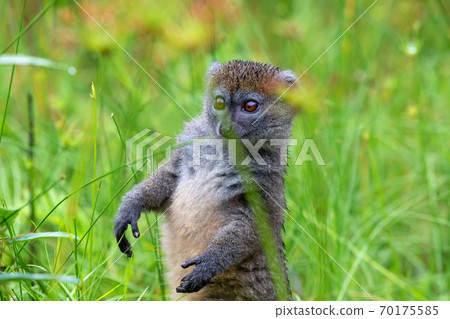 A bamboo lemur between the tall grass looks curious A bamboo lemur between the tall grass looks curious 70175585