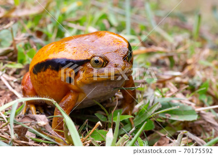 A large orange frog is sitting in the grass 70175592