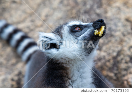 A ring-tailed lemur on a large stone rock eats a banana 70175593