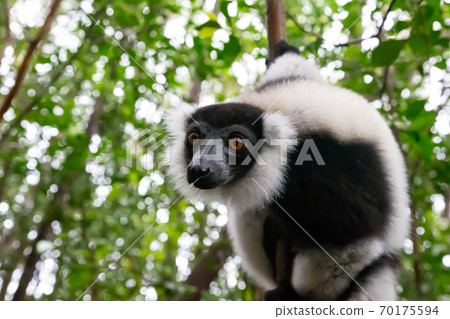 A black and white Vari in the close-up, portrait 70175594