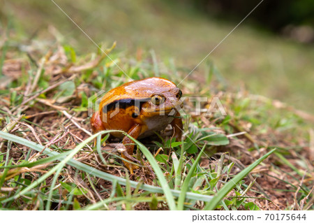 A large orange frog is sitting in the grass A large orange frog is sitting in the grass 70175644