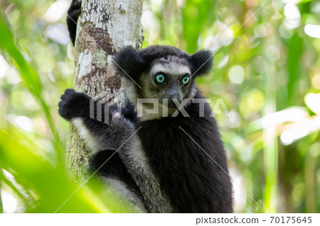 An Indri lemur on the tree watches the visitors to the park An Indri lemur on the tree watches the visitors to the park 70175645