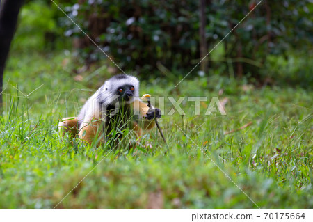 A diademed sifaka in its natural environment in the rainforest on the island of Madagascar A diademed sifaka in its natural environment in the rainforest on the island of Madagascar 70175664