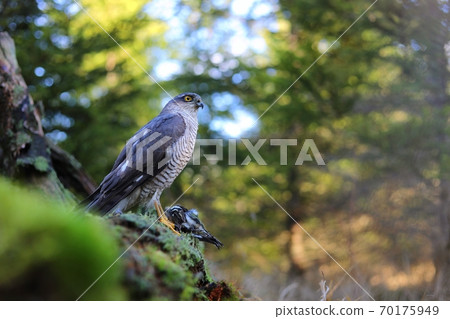 eurasian sparrowhawk sitting on rocks in summer nature. eurasian sparrowhawk sitting on rocks in summer nature. 70175949