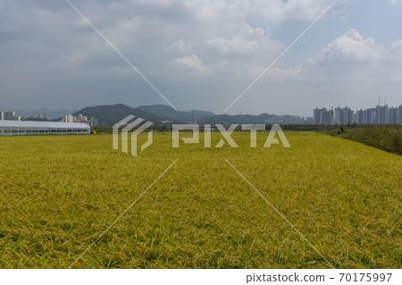 Hojobeol, Siheung-si, Gyeonggi-do Hojobeol, Siheung-si, Gyeonggi-do 70175997