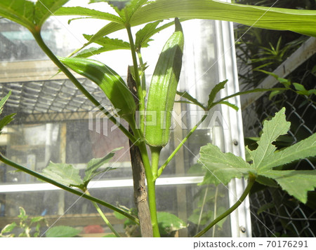 The fruit has grown in okra The fruit has grown in okra 70176291