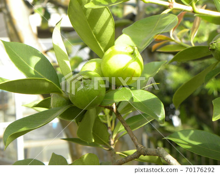 Harvesting soon Tropical fruit Himeguava fruit Harvesting soon Tropical fruit Himeguava fruit 70176292